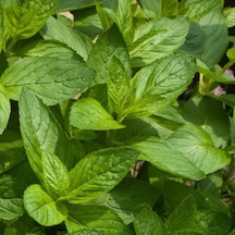 Nane Tohumu Yerli Mentha 100 Adet N112934