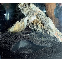 Akvaryum Saklanma Alanı Dış Görünümlü