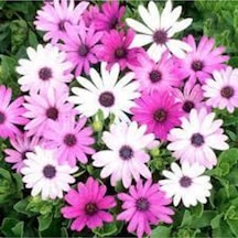 100 Adet Tohum Nadir Bulunan Pembe Papatya Çiçeği Tohumu Papatya Çiçek Saksı Toprak