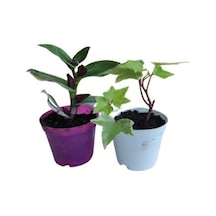 2'li Mini Set 1 Adet Telgraf Çiçeği+1 Adet Hedara Helix Sarmaşığı