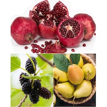 3 Çeşit Karışık Meyve Fidanı Kara Dut , Armut ve Nar