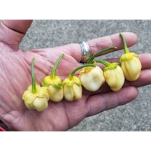 20 Adet White Biber Tohumu