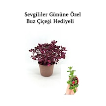 Sevgililer Gününe Özel Çingene Şalvarı İresine Herbtis Bitkisi Buz Çiçeği Hediyeli