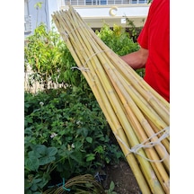 Bambu Fidan Bitki Destek Çubuğu 25 Adet 170 Cm