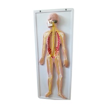 Sinir Sistemi Modeli 62Cm X 42Cm