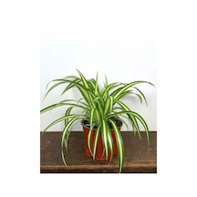 Dolgun Formlu Chlorophytum Comosum Kurdele Çiçeği 20-40cm