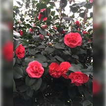 Kırmızı Kamelya Çiçeği 90/120cm Boyunda