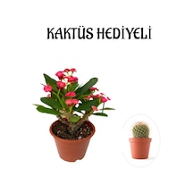 Kırmızı Çiçekli Kaktüs Milli Dikenler Tacı Sevgililer Gününe Özel Kaktüs Hediyeli
