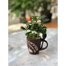 Kupada Kahve Ağacı Çiçeği - Orta Boy N11.111