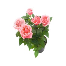 Videolu Sarmaşık Gül Fidanı Kokulu Açık Pembe 80 140 Cm Saksılı Aşılı Gül Pink Rose