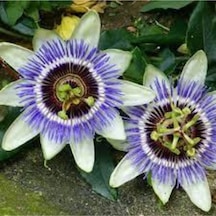 10 Adet Tohum Passiflora Çiçeği Tohumu Çarkıfelek Çiçek Tohumu Saksı Toprak Süpriz Heidye