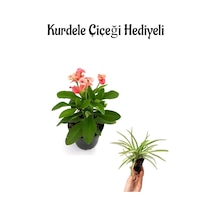 Kadınlar Gününe Özel Pembe Milii Dikenler Tacı Çiçeği Kurdele Çiçeği Hediyeli