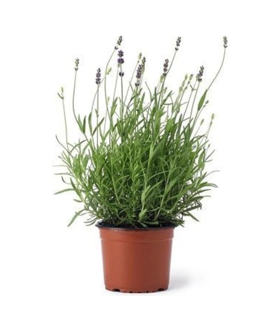Angustifolia Aromatik Kokulu Lavanta Fidanı 1 Adet 10-20 Cm