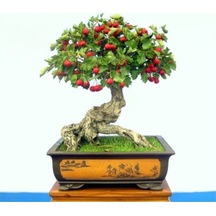 Bodur Kırmızı Alıç Bonzai Ağacı Tohumu 5 Adet Bonsai Ağacı Tohumu