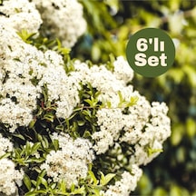 Parlak Yapraklı Kartopu 6'lı Set Viburnum Lucidum