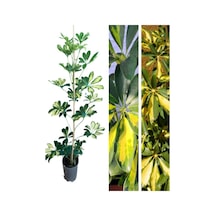Videolu Tek Dal Alacalı Şeflera Çiçeği 50-90 Cm Saksılı Iç Mekan Bitkileri Schefflera