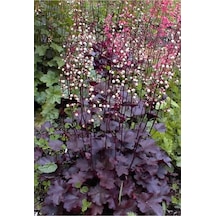 20 Adet Palace Purple Heuchera / Coral Bells Micrantha Tohumu