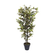 Yapay Kraton Ağacı 170 Cm-10317