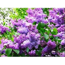 Leylak Fidanı Çiçeği Kokulu 30-50 Cm