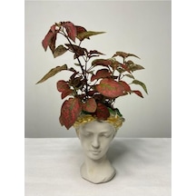 Hypoestes Hostes Çiçeği Kırmızı Benek 10-20 Cm