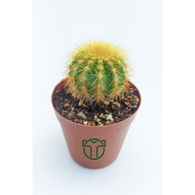 Notocactus Leninghausii 5.5 Cm Saksıda