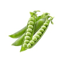 Bezelye Tohumu Ekim Seti 15 Tohum Saksı Toprak Kombin