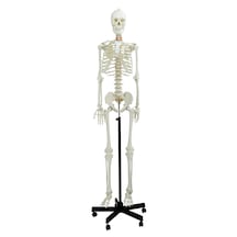 Gerçek Boyutlarında İnsan İskeleti Modeli, Sinir Sistemli -180 Cm - İskelet Maketi 01