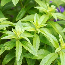 5 Adet 2 Yaş Limon Melisa Fidanı Paketi 'aloysia Triphylla Citrio