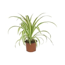 Chlorophytum - Kurdele Çiçeği 12 Cm Saksıda