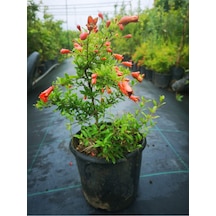 Videolu Bodur Süs Narı Fidanı 40-60 Cm Saksılı Çiçekli Bodur Bitkiler Pomegranate Tree