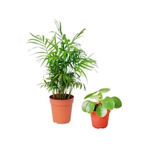 Areka Dağ Palmiyesi & Pilea Peperomioides - Set 2 Adet Mini - Ev Ofis Salon Iç Mekan Bitkisi - 30 Cm