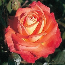 Tüplü Koleksiyonluk Yediveren Königin Der Rosen Kokulu Gül Fidanı