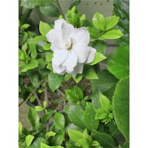 Videolu 1 Adet Hoş Kokulu Gardenya Çiçeği Salon Bitkisi 25-35 Cm Saksılı Iç Mekan Bitki Gardenia