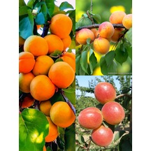 3 Lü Kayısı Paketimiz Perfect Red- Şekerpare-roxana 3 Yaşlı 120-150cm Yarı Bodur Anaça Aşılı