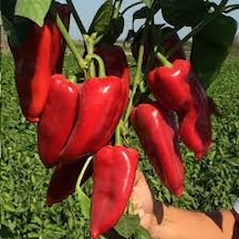 500 Adet Tohum Kırmızı Kapya Biber Tohumu Etli Pat Biberi Hobi Ba