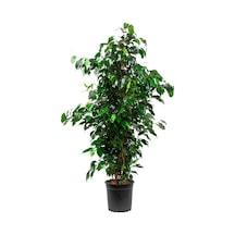 Ficus Benjamin 2 Adet -  Salon - Ofis Bitkisi 3816