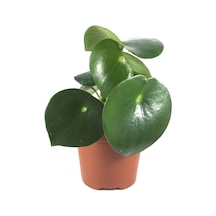 Peperomia Polybotrya (Yağmur Damlası Bitkisi) Ø12 CM Y20-25 CM