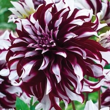 Büyük Çiçekli Tartan Yıldız Dahlia Çiçeği Soğanı Yumrusu 1 Adet