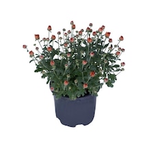 Kasımpatı Saksı Da Chrysanthemum Turuncu Renk 10-20 Cm