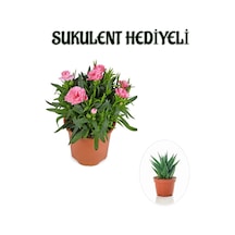 Hediyelik Mis Kokulu Şeker Pembe Karanfil Çiçeği Sukulent Hediyeli