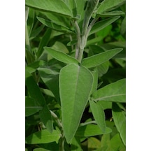 Anadolu Adaçayı Salvia Fruticosa L. 10-20 Cm
