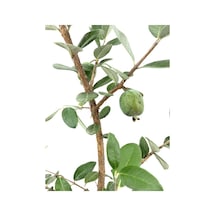 Kaymak Ağacı Feijoa Bitkisi Fidanı1 Adet Saksılı/tüplü 40-90cm Bahçe Bitkisi
