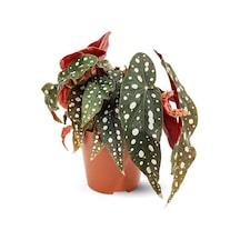 Thebestonline Begonia Maculata / Çilli Begonya