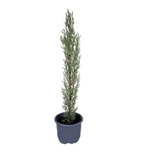 Serada Decor Plant Kara Selvi - Mezarlık Servi Saksı'da 35-45 Cm Dikime Hazır Dış Mekan Süs Bitkisi