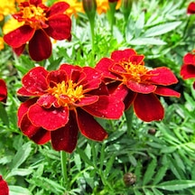 Soğuklara Dayanıklı Kırmızı Katmerli Geum Kadife Çiçeği Tohumu 20