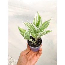 Videolu Beyaz Alacalı Telgraf Çiçeği 10-15 Cm Saksılı Çiçekli Bodur Bitkiler Tradescantia Albiflora