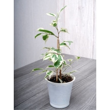 Tek Dal Alacalı Beyaz Benjamin 40-70cm 1 Adet Tüplü İç/ Dış Mekan Bitkisi