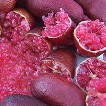 5 Yaş Aşılı Finger Lime Mıa Rose. Torbada