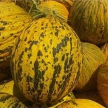 15 Adet Tohum Kırkağaç Ince Kabuk Altınbaş Kavun Tohumu Ata Tohum