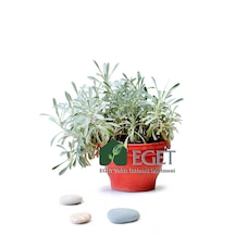 Eget Kül Gazanya Gazania Tomentosa